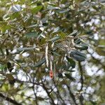 Quadrella odoratissima 果