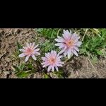 Pinaropappus roseus 花
