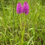 Anacamptis pyramidalisFlor