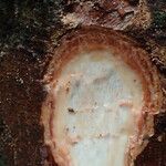 Coelocaryon preussii Corteza