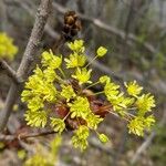 Acer platanoidesFlower