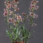 Fritillaria gibbosa Blodyn