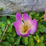 Colchicum speciosum Цветок