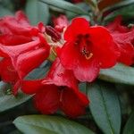 Rhododendron haematodes Virág