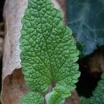 Teucrium scorodonia Blatt