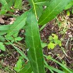 Vernonia texana Hoja