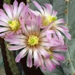 Echinocereus poselgeri 花
