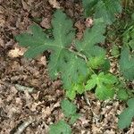 Heracleum lanatum Leaf