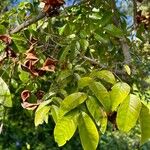 Pararchidendron pruinosum Лист