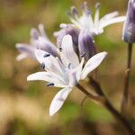 Scilla verna Blüte