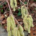 Corylus avellana 整株植物