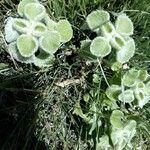 Marrubium supinum Blüte