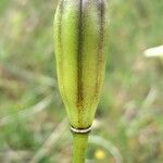 Lilium carniolicum Vrucht