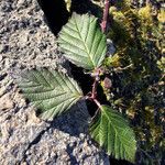 Rubus divaricatus Leaf