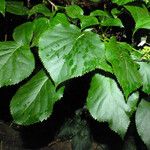 Hydrangea petiolaris Leaf
