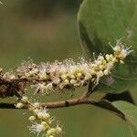 Allophylus africanus Blüte