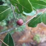 Mystroxylon aethiopicum Fruit