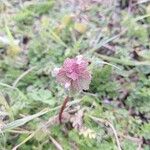 Lamium hybridum Folha