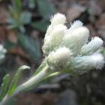 Antennaria parlinii Flower