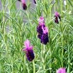 Lavandula stoechas عادت داشتن