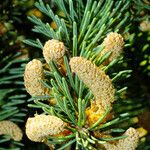 Picea abies Çiçek