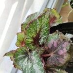 Begonia rex List