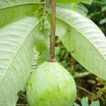 Monodora myristica Fruit