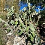 Opuntia maxima Blatt