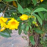 Allamanda cathartica Flor