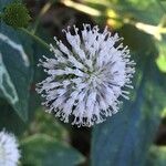Melanthera nivea Flor