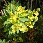 Euphorbia dendroides Blomst