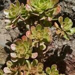 Aeonium spathulatum Alkat (teljes növény)