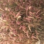 Cenchrus pedicellatus Fula
