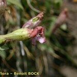 Silene vallesia Fruchs