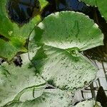 Nymphaea alba पत्ता