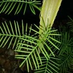 Ipomoea quamoclit Leaf