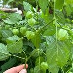 Physalis longifolia Leaf