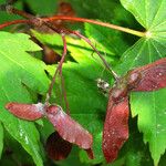 Acer circinatum 果實