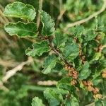 Nothofagus antarcticaLeaf