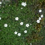 Arenaria balearica Hábito