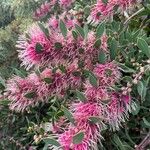 Hakea dactyloides Квітка