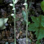 Goodyera tesselata Flower