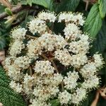 Viburnum buddleifolium ফুল