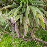 Echium callithyrsum Leaf