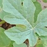 Citrullus lanatus 叶