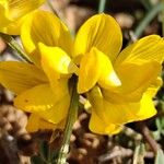 Hippocrepis scorpioides Çiçek