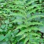 Athyrium filix-femina Habitat