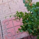Kalanchoe manginii Цвят