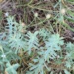 Euphorbia serrata Leaf