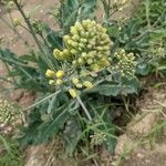 Brassica montana Blüte